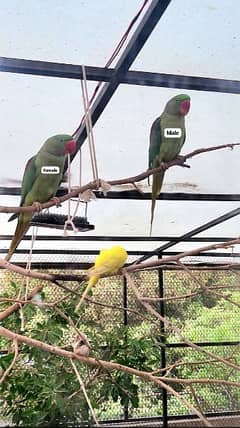 Vibrant Young Parrot Pair | Karachi