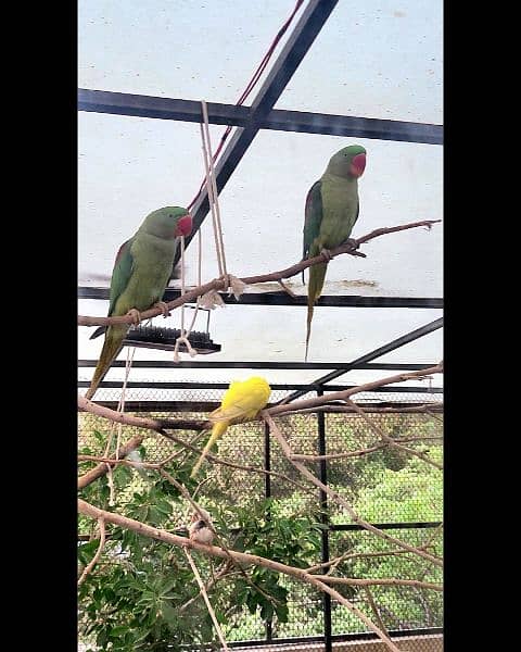 Vibrant Young Parrot Pair | Karachi 7