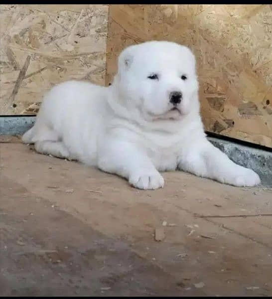 alabai dog male 2 months for sale security dogcargo available 0