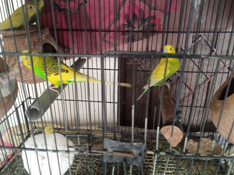 pair of Australian  parrot 1