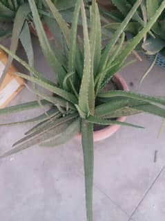 Aloe vera plants for sale. 
Available in diffrent Age 700 to 4000