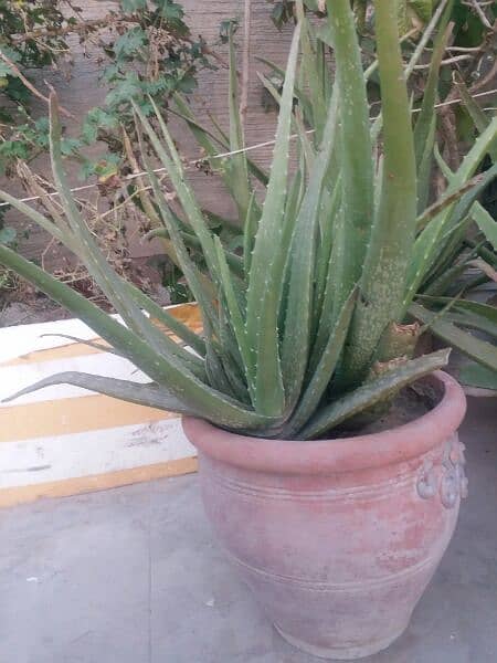 Aloe vera plants for sale.  Available in diffrent Age 700 to 4000 3