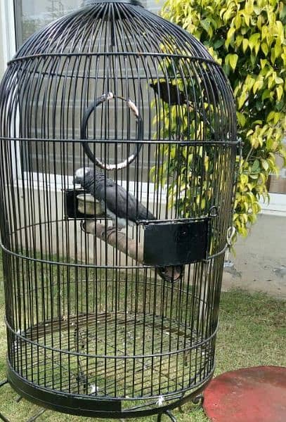 Best quality Cages for Raw parrots, Grey parrots, all other pet birds 15