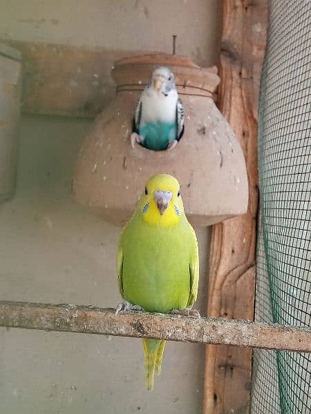 bajri parrot urjant sale under size healthy and active pairs 17