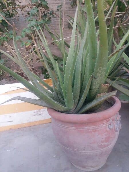 Aloe vera plants for sale. 
Available in diffrent Ages700 to 4000 1