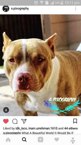 Amarican pitbull terrier (mate)