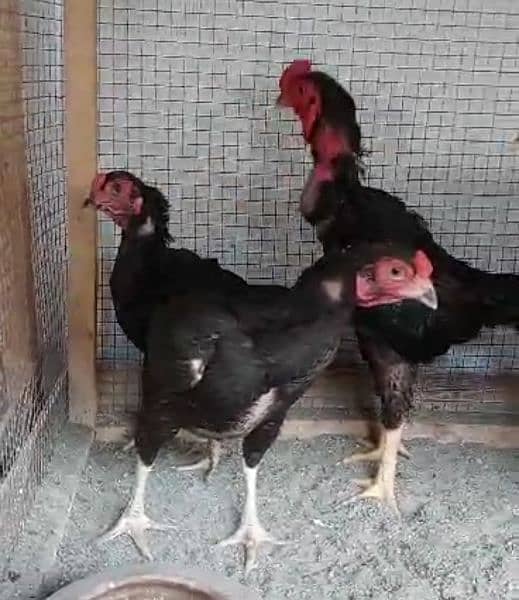 ko shamo black  chicks our pathay avalible 6