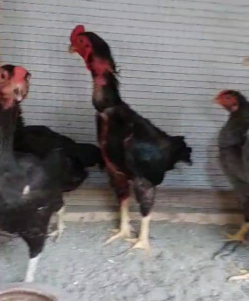 ko shamo black  chicks our pathay avalible 3