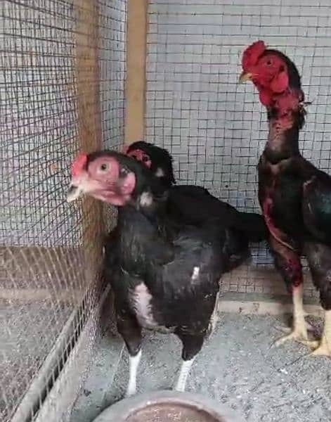 ko shamo black  chicks our pathay avalible 4