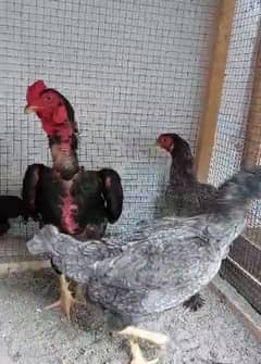 ko shamo black  chicks our pathay avalible