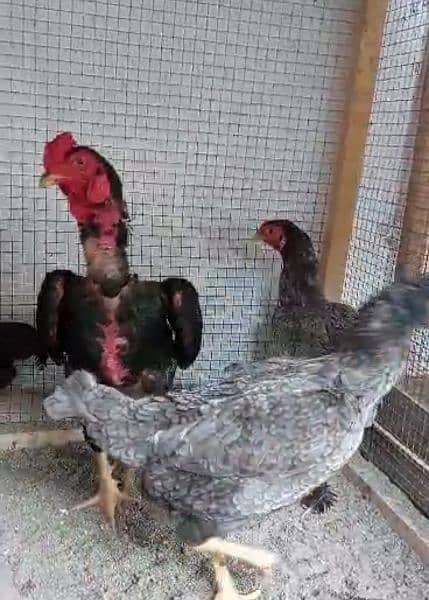 ko shamo black  chicks our pathay avalible 5