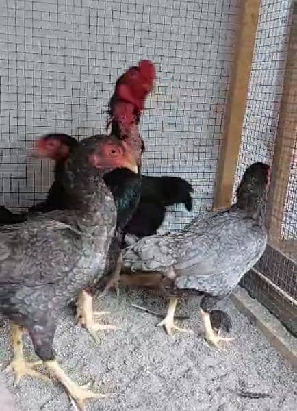 ko shamo black  chicks our pathay avalible 8