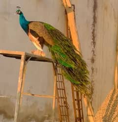 Blue shoulder peacock and black shoulder feamale