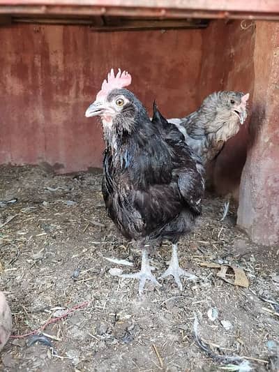 Ameraucana Black N Silver Laced Polish Silkie Shamo Chicks And Eggs Hens