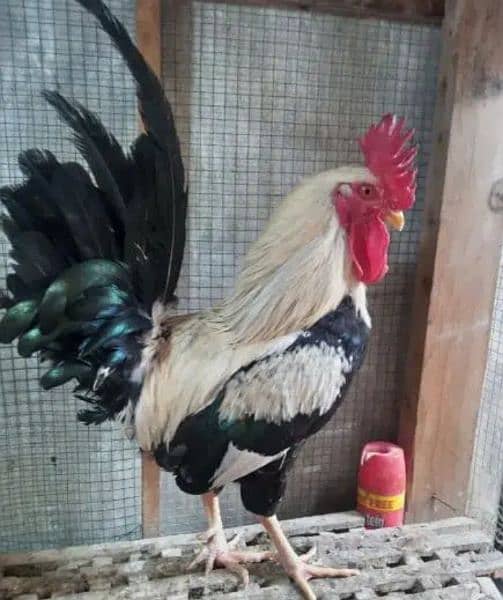 butter cup ittalion imported breed fresh and fertile eggs available 3