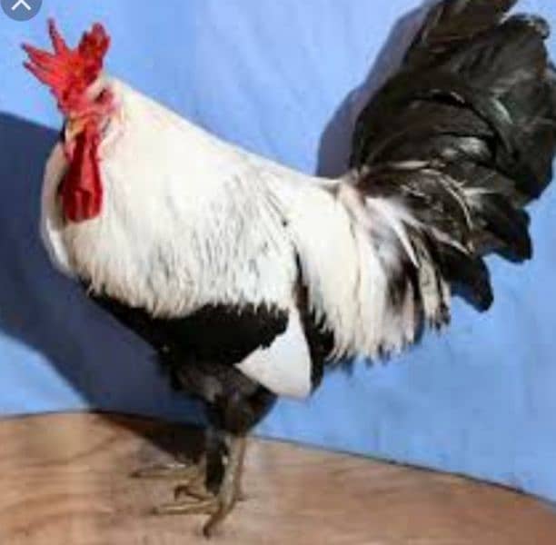 butter cup ittalion imported breed fresh and fertile eggs available 6
