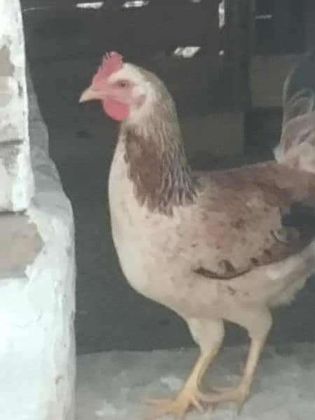 butter cup ittalion imported breed fresh and fertile eggs available 8