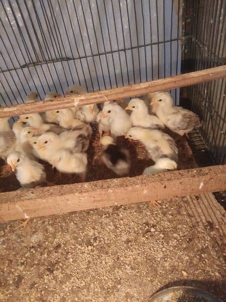 butter cup ittalion imported breed fresh and fertile eggs available 10