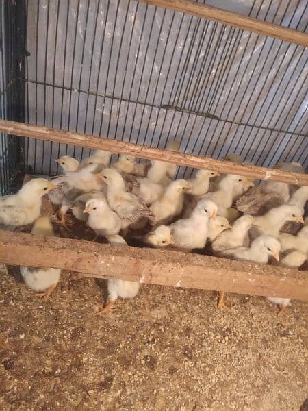 butter cup ittalion imported breed fresh and fertile eggs available 11