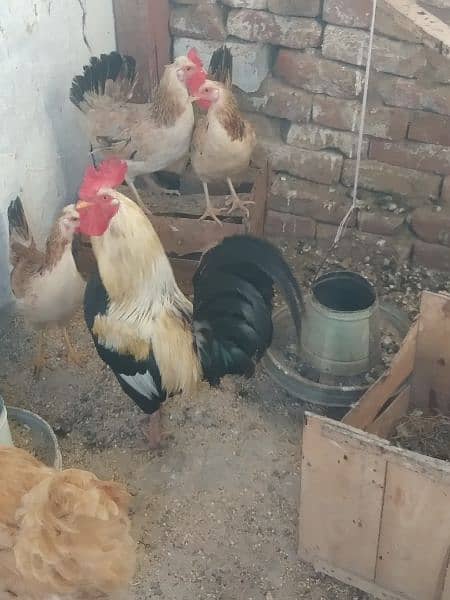 butter cup ittalion imported breed fresh and fertile eggs available 16