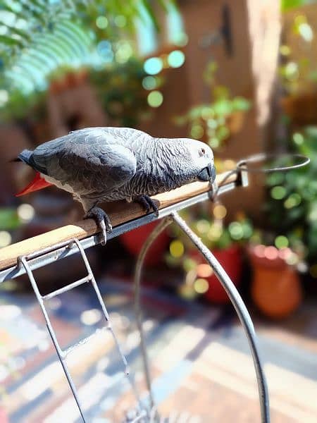 African Grey parrot for sale 0