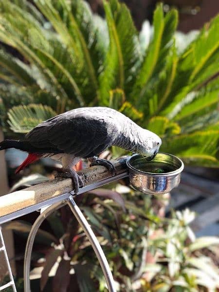 African Grey parrot for sale 1