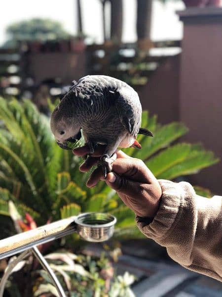 African Grey parrot for sale 2