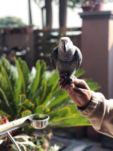 African Grey parrot for sale 3