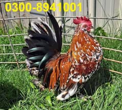 Fancy Hens chicks Polish, Heavy Buff, Sebright, Silkie 0300-8941001