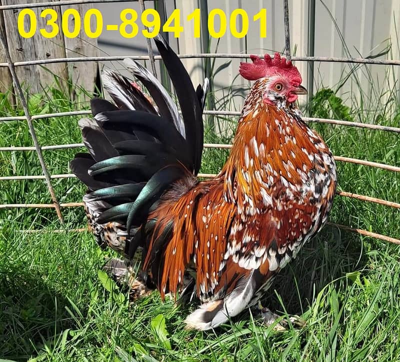 Fancy Hens chicks Polish, Heavy Buff, Sebright, Silkie 0300-8941001 0