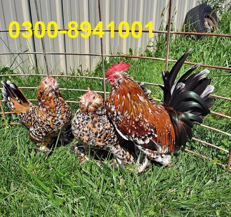 Fancy Hens chicks Polish, Heavy Buff, Sebright, Silkie 0300-8941001 1