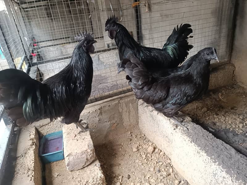 Fancy Hens chicks Polish, Heavy Buff, Sebright, Silkie 0300-8941001 2