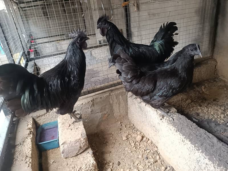 Fancy chicks Brahama,Polish, Heavy Buff, Sebright, Silkie 0300-8941001 2