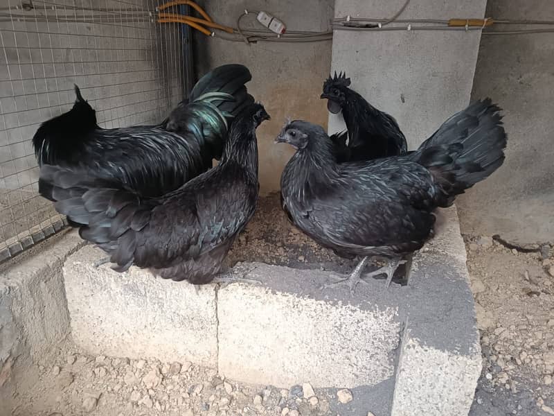 Fancy Hens chicks Polish, Heavy Buff, Sebright, Silkie 0300-8941001 3