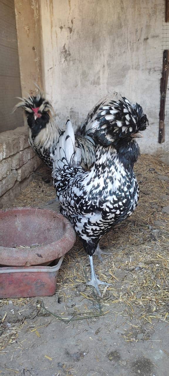 Fancy Hens chicks Polish, Heavy Buff, Sebright, Silkie 0300-8941001 4