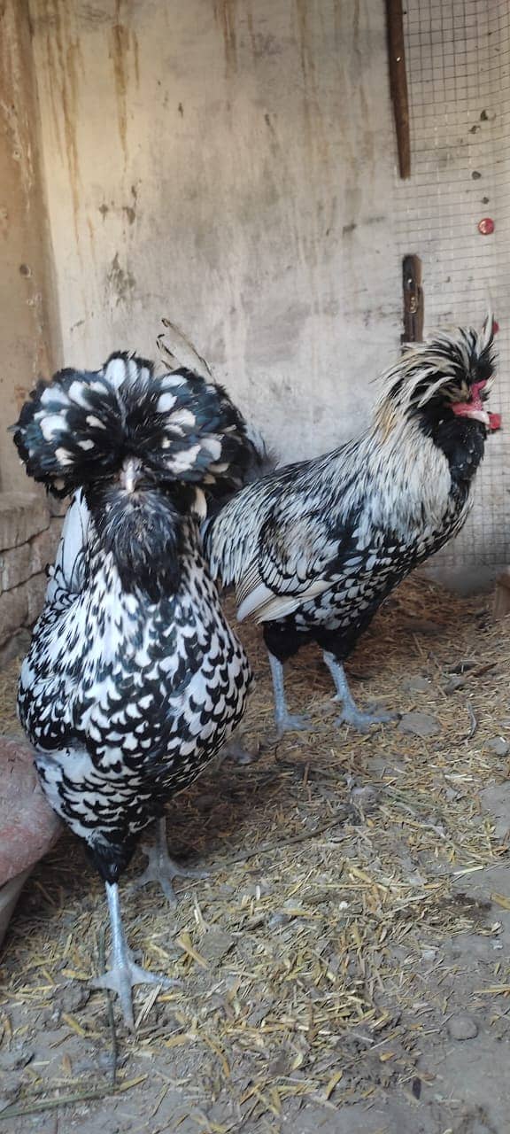 Fancy Hens chicks Polish, Heavy Buff, Sebright, Silkie 0300-8941001 5