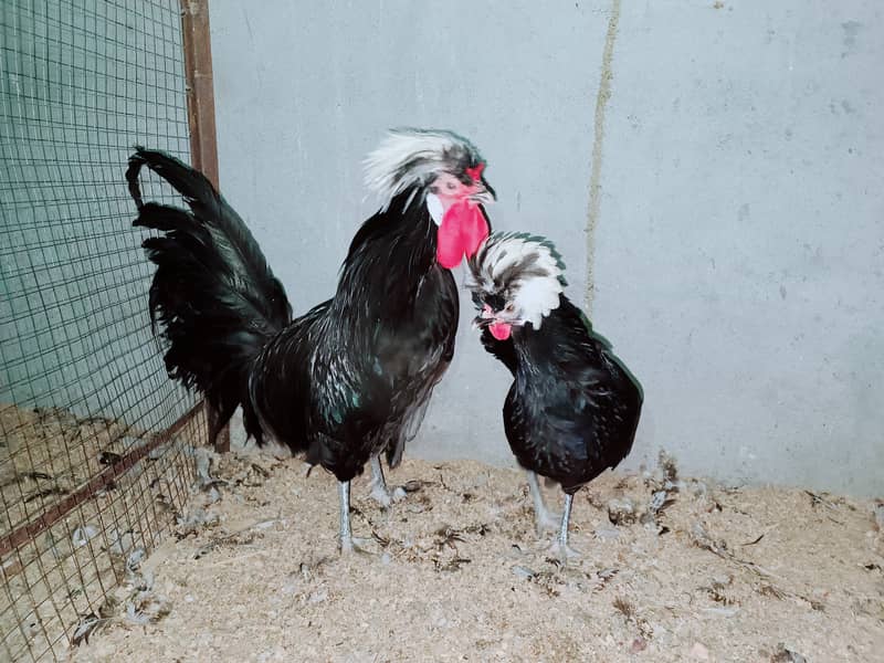 Fancy Hens chicks Polish, Heavy Buff, Sebright, Silkie 0300-8941001 6