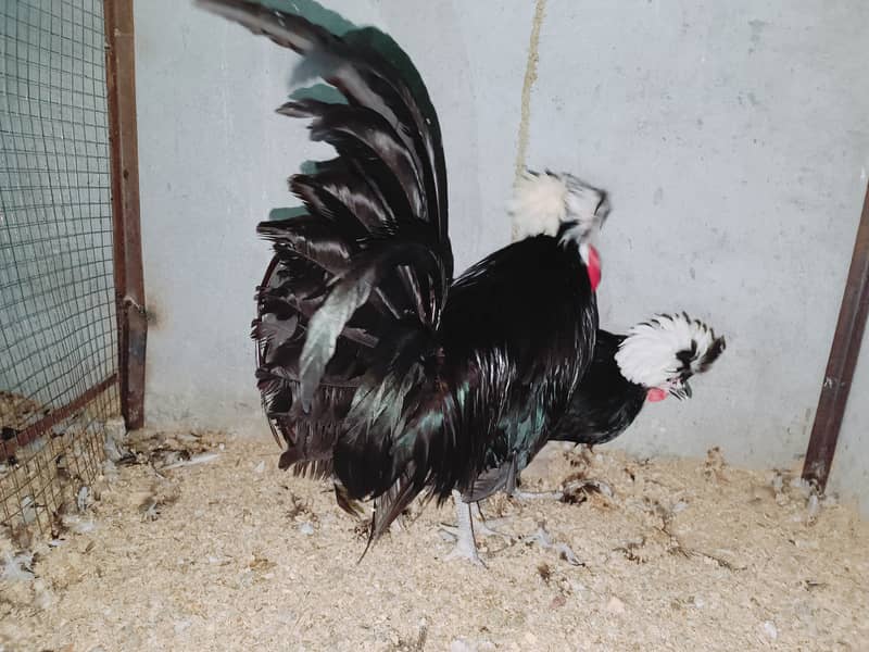 Fancy Hens chicks Polish, Heavy Buff, Sebright, Silkie 0300-8941001 7