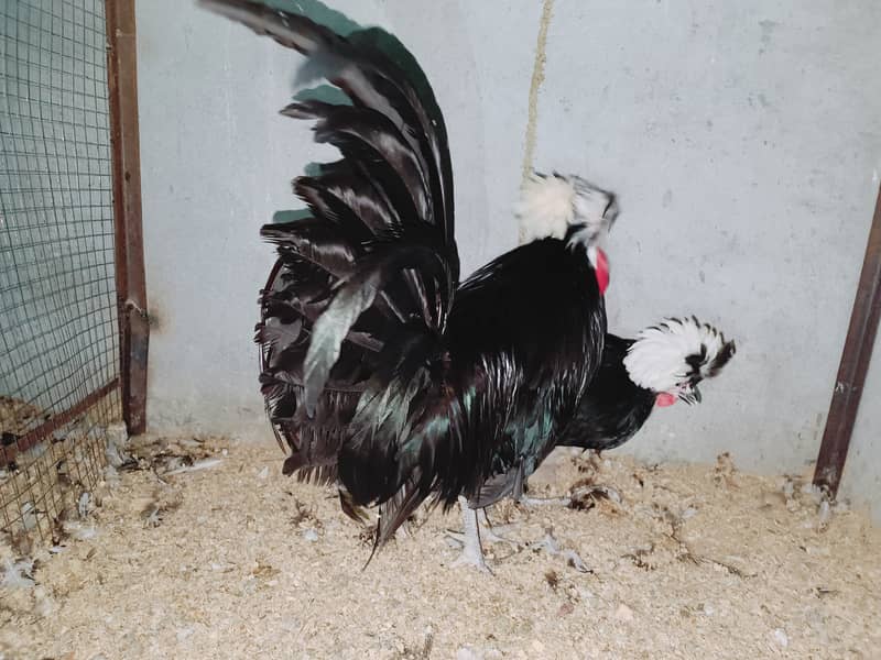 Fancy chicks Brahama,Polish, Heavy Buff, Sebright, Silkie 0300-8941001 7