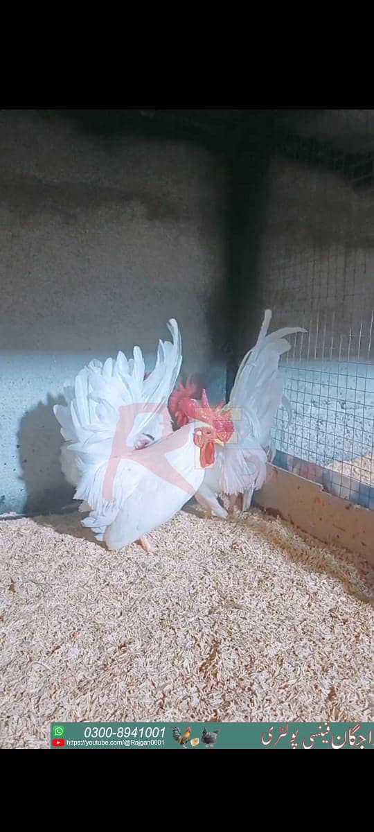 Fancy chicks Brahama,Polish, Heavy Buff, Sebright, Silkie 0300-8941001 9