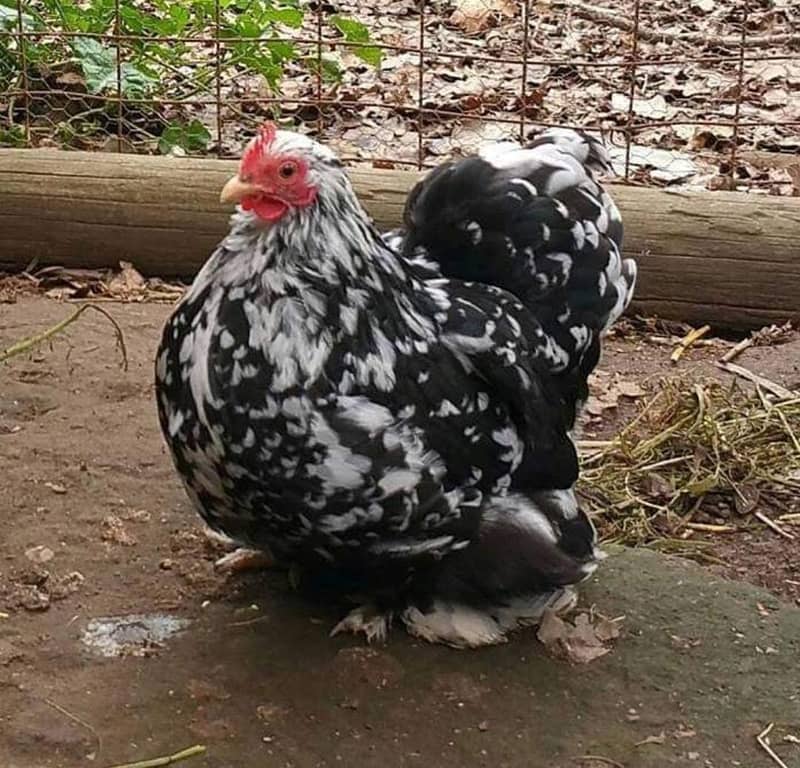 Fancy Hens chicks Polish, Heavy Buff, Sebright, Silkie 0300-8941001 12