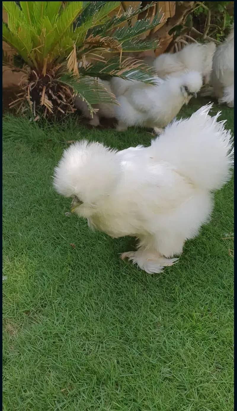 Fancy Hens chicks Polish, Heavy Buff, Sebright, Silkie 0300-8941001 14