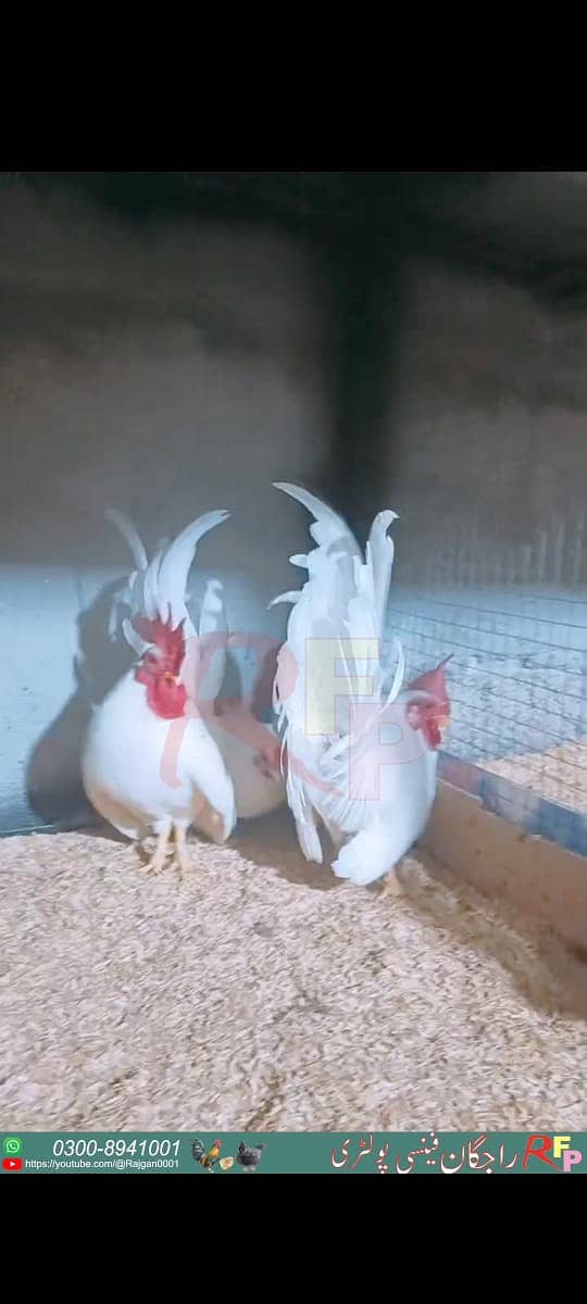 Fancy chicks Brahama,Polish, Heavy Buff, Sebright, Silkie 0300-8941001 15