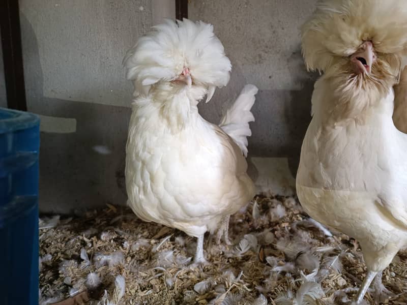 Fancy Hens chicks Polish, Heavy Buff, Sebright, Silkie 0300-8941001 16