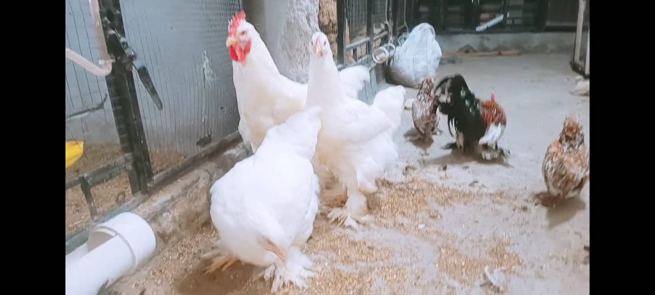 Fancy Hens chicks Polish, Heavy Buff, Sebright, Silkie 0300-8941001 18