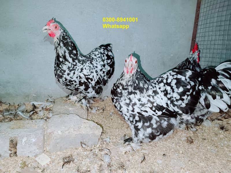 Fancy Hens chicks Polish, Heavy Buff, Sebright, Silkie 0300-8941001 19