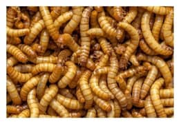 American Mealworm live