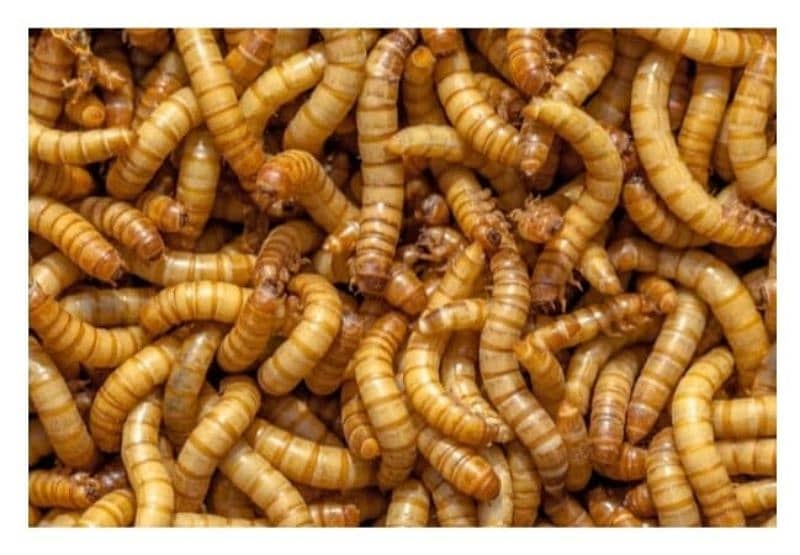 American Mealworm live 0