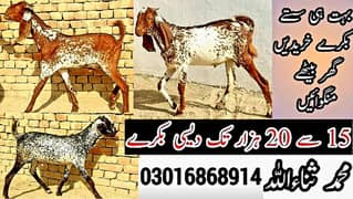 Desi Bakray | Goat For Sale | Pregnent Goat | Farming In pakistan