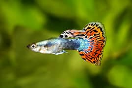 Guppy fish and exotic water lilies available